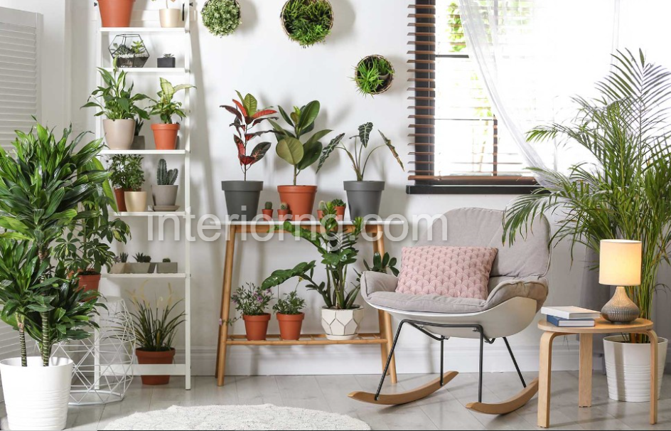 The 15 Best Indoor Plants for a Healthy and Happy Space